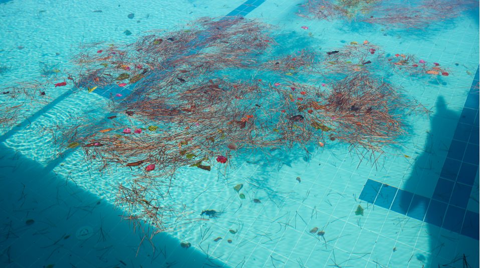Clear pool water with clusters of dried leaves, pine needles, and scattered flowers floating, creating a contrast against the bright blue tiles below.